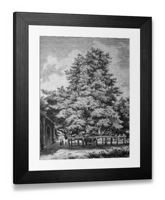 Framed Print : Giant lime tree at the cemetery in Annaberg