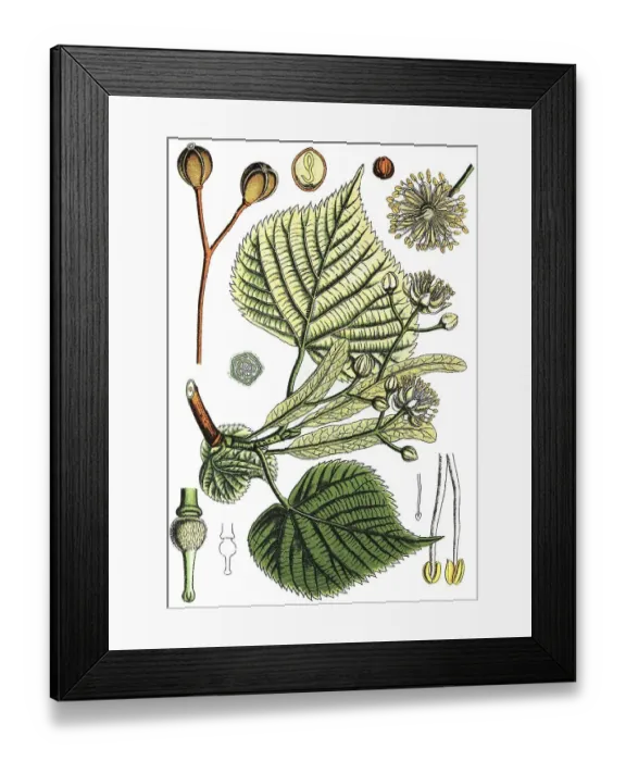 Framed Print : Large leaved lime (Tilia platyphyllos subsp) Framed Print : Large leaved lime (Tilia platyphyllos subsp)