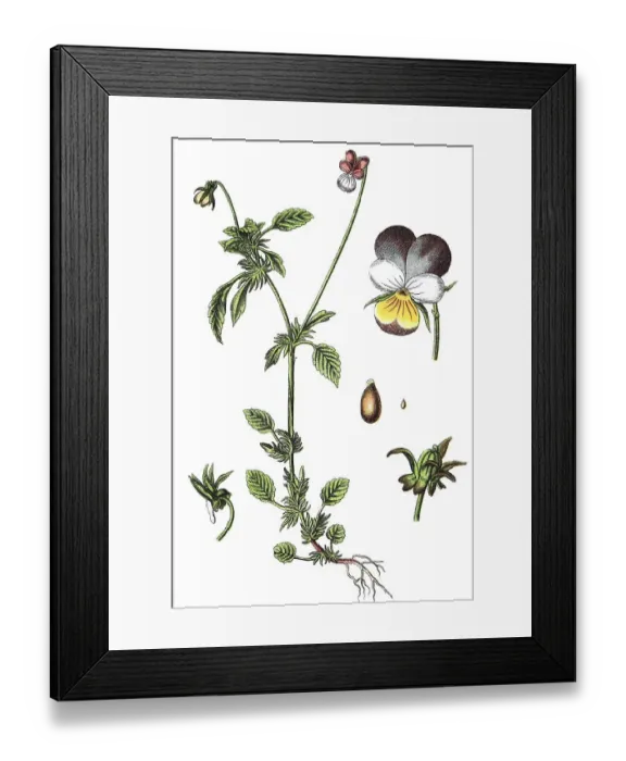 Framed Print : Viola tricolor var maritima (Viola tricolor var maritima)