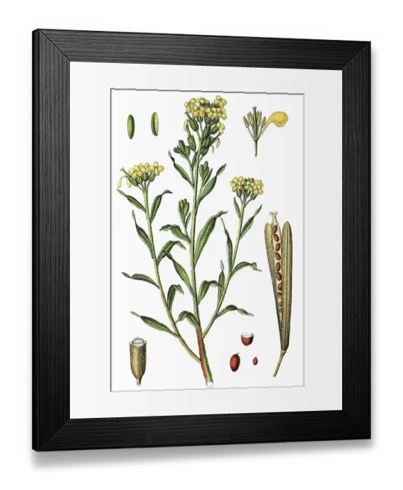 Framed Print : Aegean wallflower (Erysimum cheiri) Framed Print : Aegean wallflower (Erysimum cheiri)