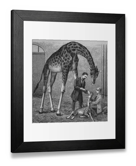 Framed Print : Veterinarian with a calf of a giraffe at Dresden zoo