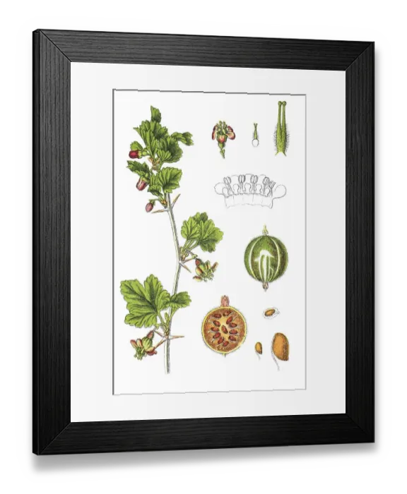Framed Print : Gooseberry (Ribes uva-crispa syn)