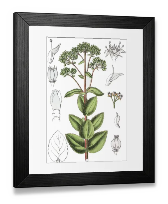 Framed Print : Orpine, Livelong, Frog's-stomach or Witch's Moneybags (Hylotelephium telephium)
