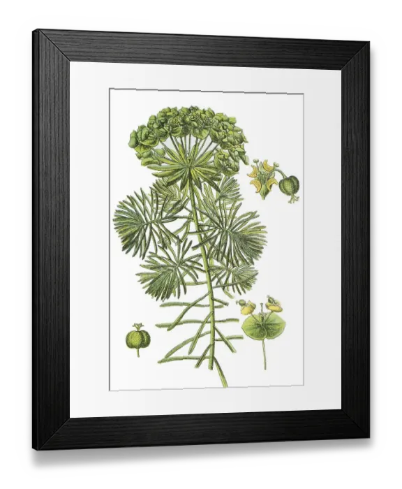 Framed Print : Cypress spurge (Euphorbia cyparissias)