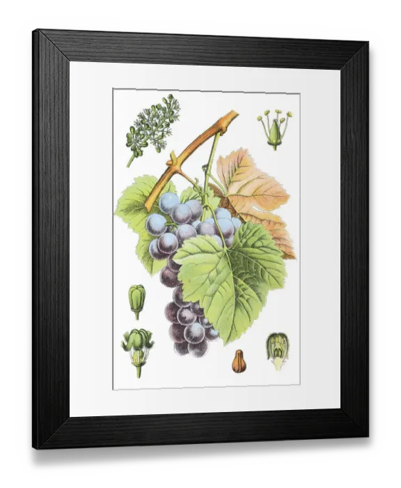 Framed Print : Common Grape Vine (Vitis vinifera)