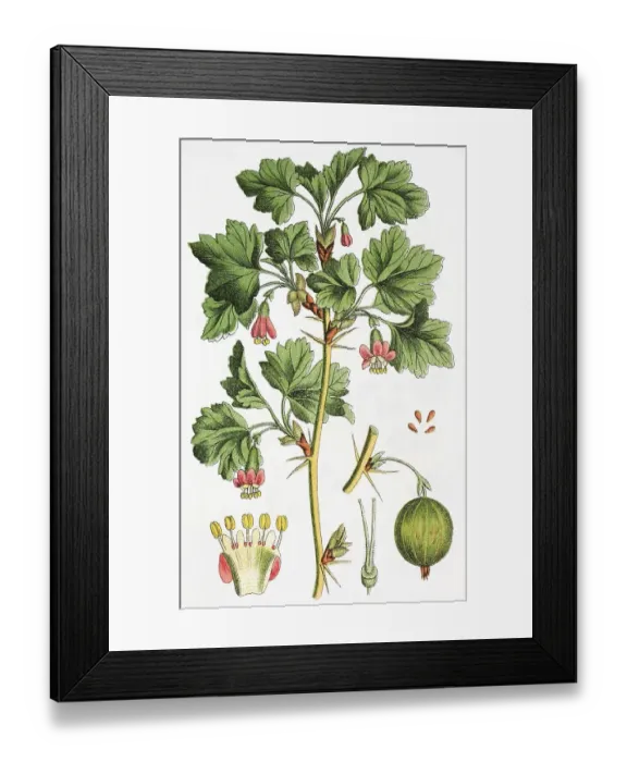Framed Print : Gooseberry (Ribes uva-crispa syn) Framed Print : Gooseberry (Ribes uva-crispa syn)