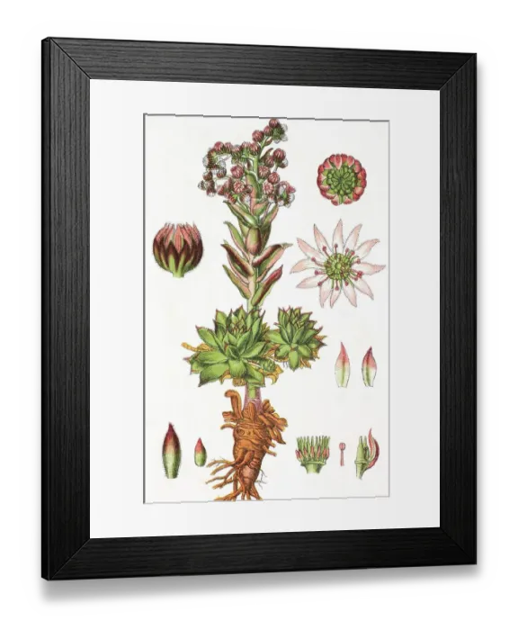 Framed Print : Common houseleek, Jove's beard