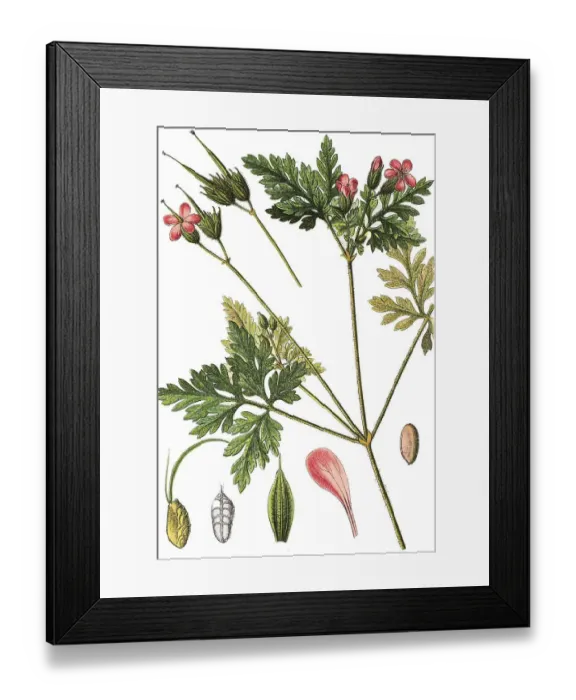 Framed Print : Herb Robert, Red Robin, Death come quickly or Robert Geranium (Geranium robertianum) Framed Print : Herb Robert, Red Robin, Death come quickly or Robert Geranium (Geranium robertianum)