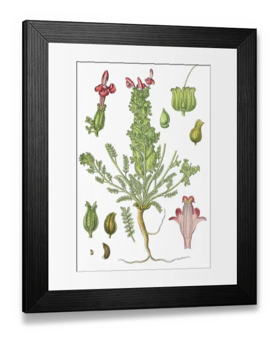 Framed Print : Common lousewort (Pedicularis sylvatica)
