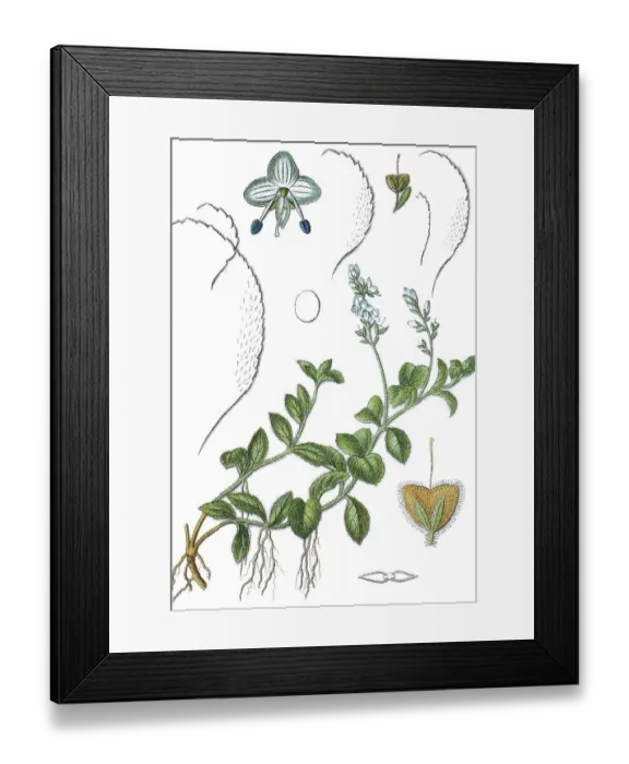 Framed Print : Heath speedwell, Common speedwell