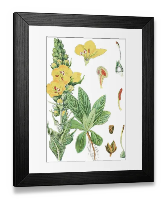 Framed Print : Dense-flowered mullein, or Large-flowered mullein (Verbascum densiflorum) Framed Print : Dense-flowered mullein, or Large-flowered mullein (Verbascum densiflorum)