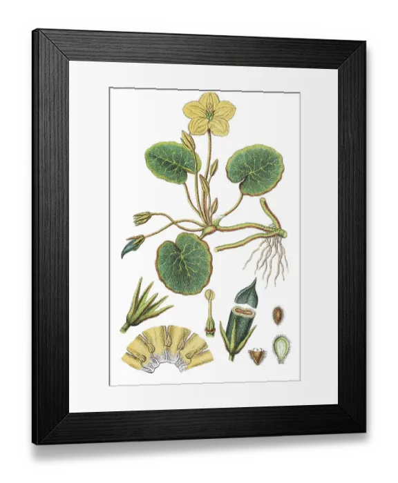 Framed Print : Fringed water-lily, Yellow floating-heart Framed Print : Fringed water-lily, Yellow floating-heart