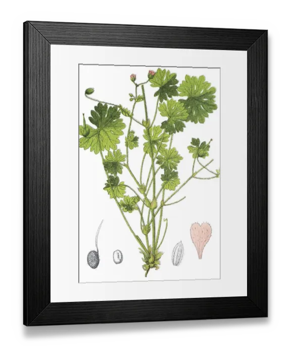 Framed Print : Dovesfoot cranesbill (Geranium molle) Framed Print : Dovesfoot cranesbill (Geranium molle)