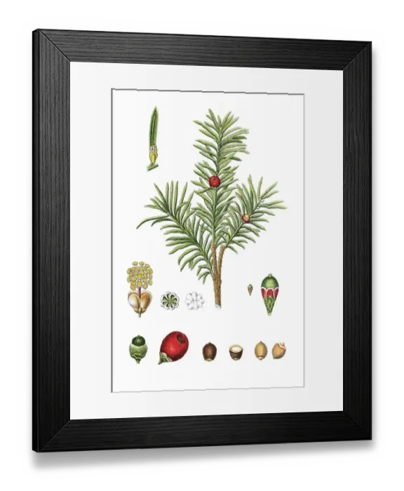 Framed Print : Common yew tree (Taxus baccata) Framed Print : Common yew tree (Taxus baccata)