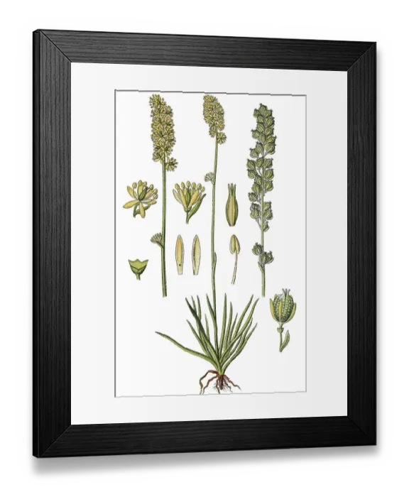 Framed Print : German Asphodel, Tofield's Asphodel (Tofieldia calyculata) Framed Print : German Asphodel, Tofield's Asphodel (Tofieldia calyculata)