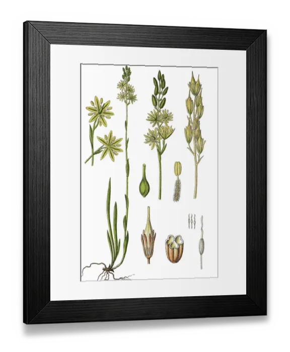Framed Print : Bog Asphodel, Lancashire Asphodel or Bastard Asphodel (Narthecium ossifragum)