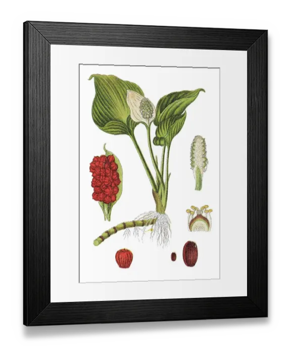 Framed Print : Bog arum, marsh calla (Calla palustris) Framed Print : Bog arum, marsh calla (Calla palustris)