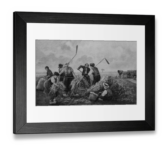 Framed Print : Buckwheat harvest, wood engraving, around 1880