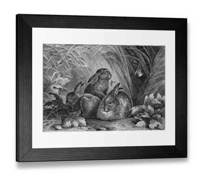Framed Print : Fox watching hares, historical engraving, 1869