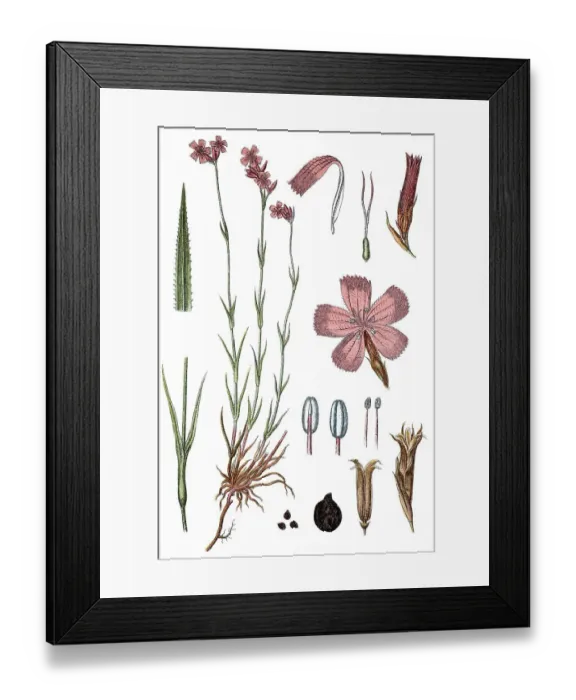 Framed Print : Carthusian pink (Dianthus carthusianorum)