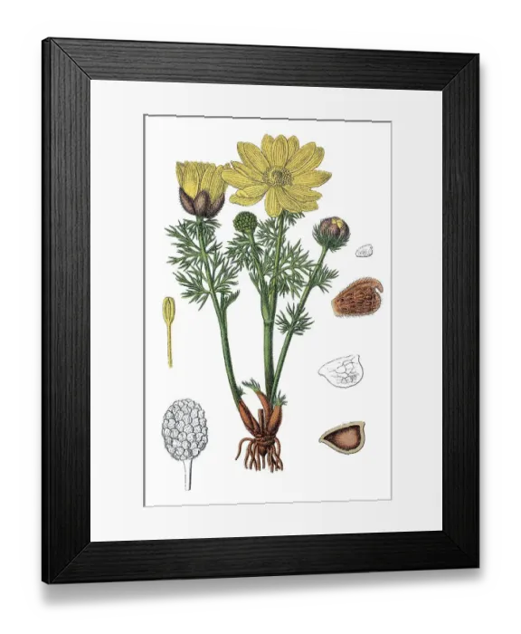 Framed Print : Yellow Pheasant's Eye or False Hellebore (Adonis vernalis) Framed Print : Yellow Pheasant's Eye or False Hellebore (Adonis vernalis)