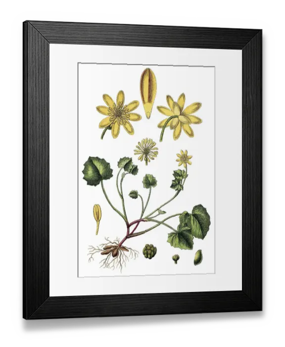 Framed Print : Lesser Celandine (Ficaria verna) Framed Print : Lesser Celandine (Ficaria verna)