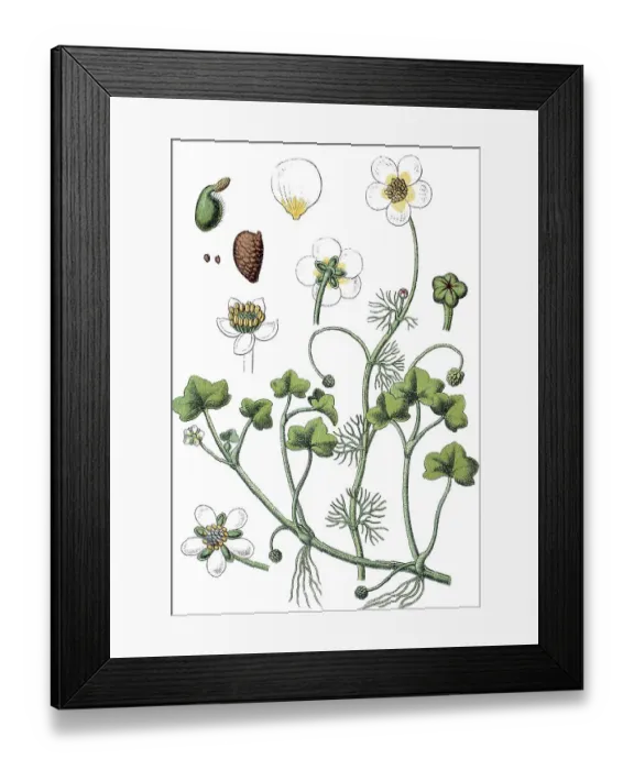 Framed Print : Lvy-leaved Crowfoot (Ranunculus hederaceus)