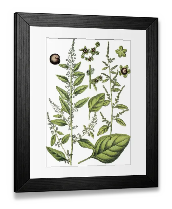 Framed Print : Many-seeded Goosefoot (Chenopodium polyspermum)
