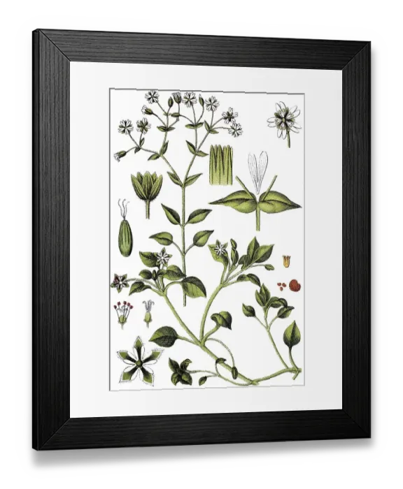 Framed Print : Grove Chickweed (Minuartia nemorum)