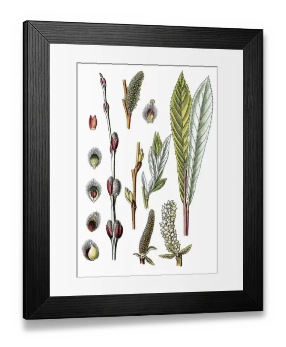 Framed Print : Purple Willow or Purple Osier (Salix purpurea)