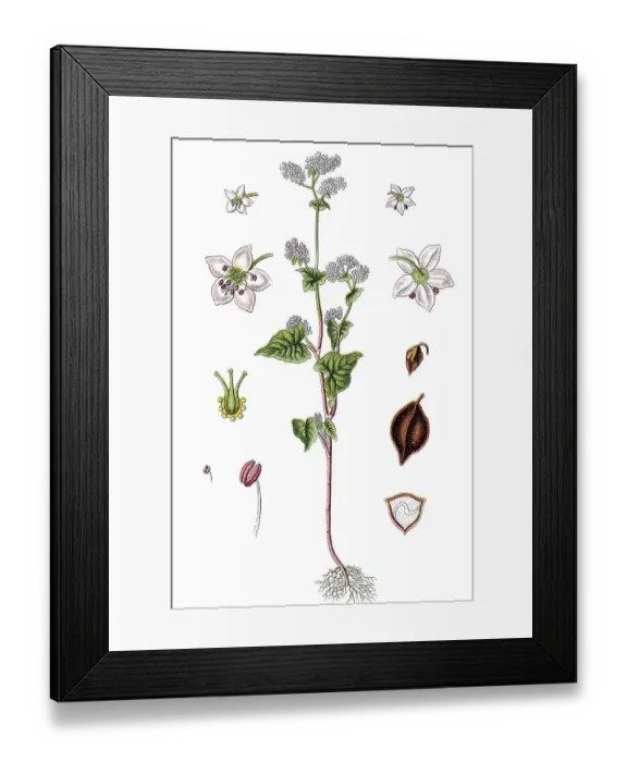 Framed Print : Buckwheat or Common Buckwheat (Fagopyrum esculentum) Framed Print : Buckwheat or Common Buckwheat (Fagopyrum esculentum)