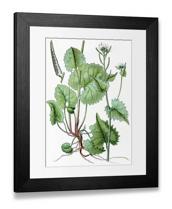 Framed Print : Hedge Garlic (Sisymbrium alliaria scopoli)