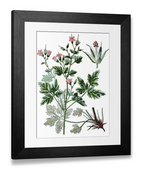 Framed Print : Herb Robert or Red Robin (Geranium robertianum) Framed Print : Herb Robert or Red Robin (Geranium robertianum)