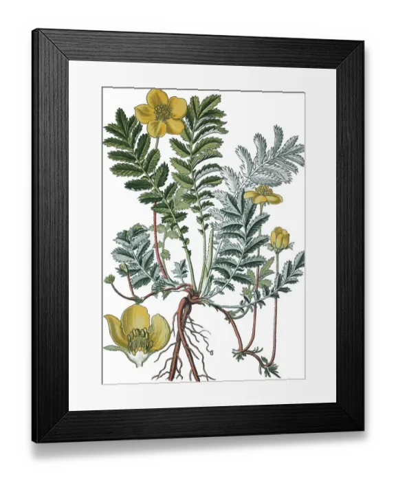 Framed Print : Common Silverweed (Potentilla anserina) Framed Print : Common Silverweed (Potentilla anserina)