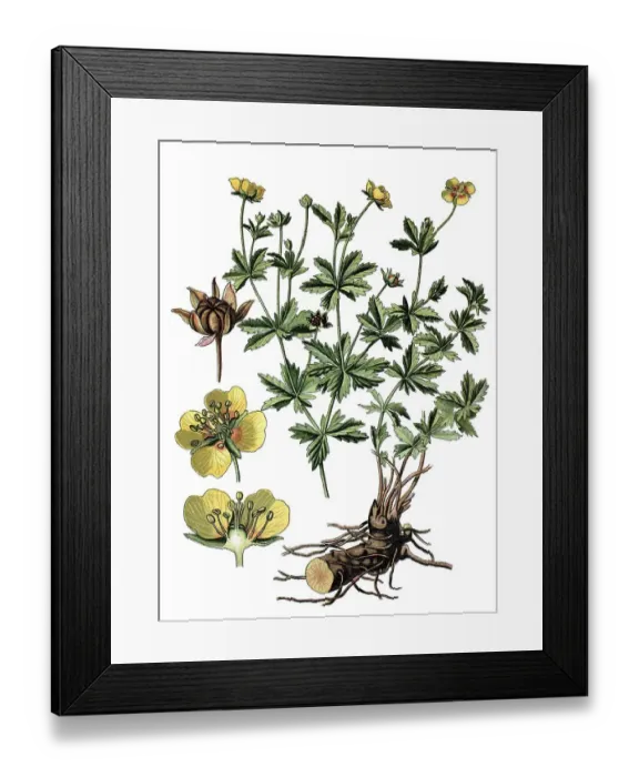 Framed Print : Common Tormentil (Potentilla tormentilla)