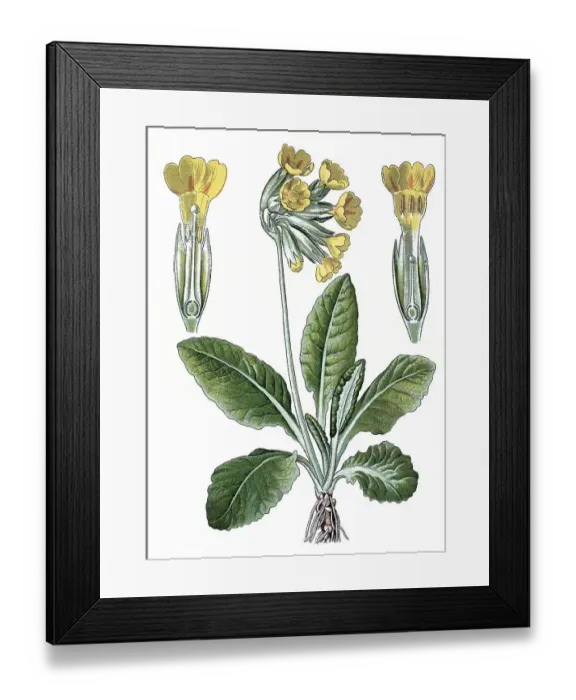 Framed Print : Cowslip (Primula officinalis), a medicinal plant