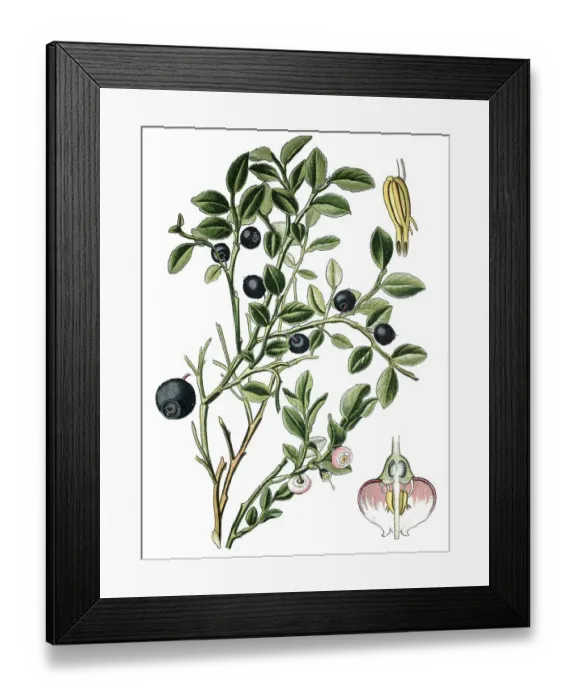 Framed Print : Bilberry (Vaccinium myrrtillus) Framed Print : Bilberry (Vaccinium myrrtillus)