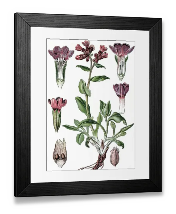 Framed Print : Lungwort (Pulmonaria officinalis) Framed Print : Lungwort (Pulmonaria officinalis)