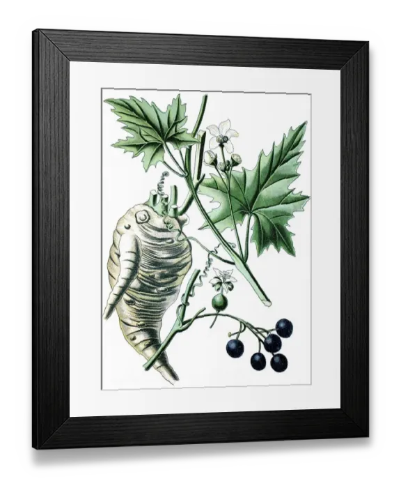 Framed Print : White Bryony (Bryonia alba), a medicinal plant