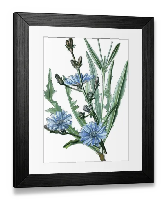 Framed Print : Common Chicory (Cichorium intybus) Framed Print : Common Chicory (Cichorium intybus)