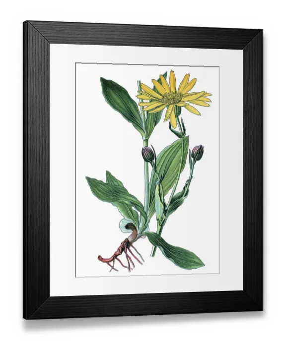 Framed Print : Leopard's Bane or Mountain Arnica (Arnica montana)
