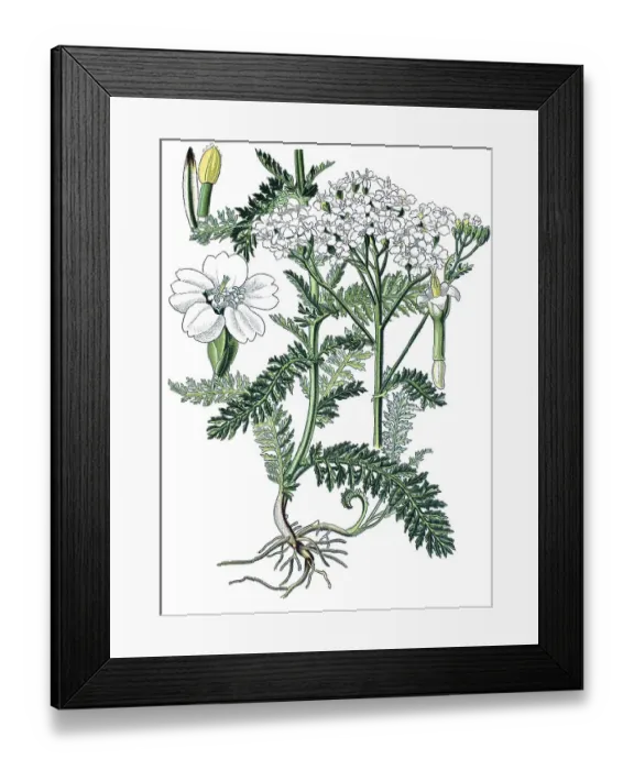 Framed Print : Yarrow (Achillea millefolium), a medicinal plant