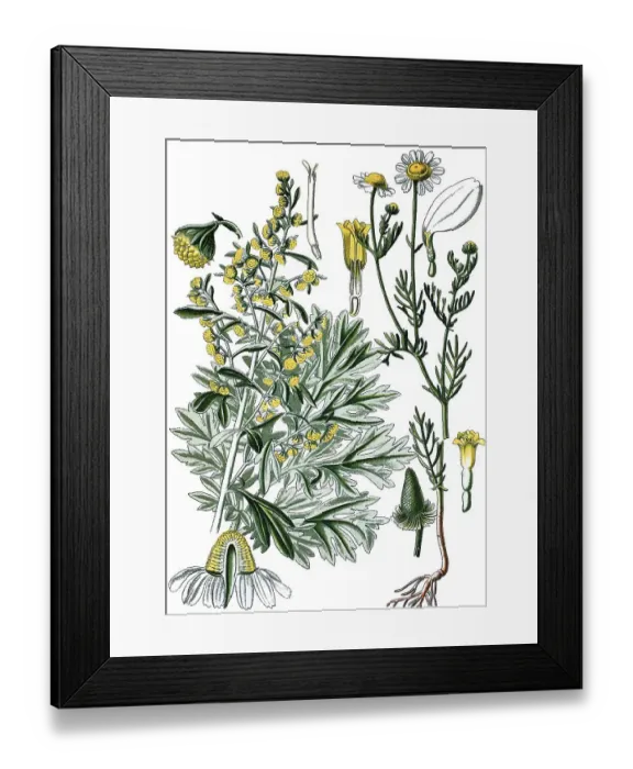 Framed Print : Absinthe Wormwood or Green Ginger (Artemisia absinthium)