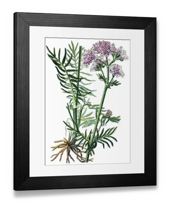 Framed Print : Valerian (Valeriana officinalis)