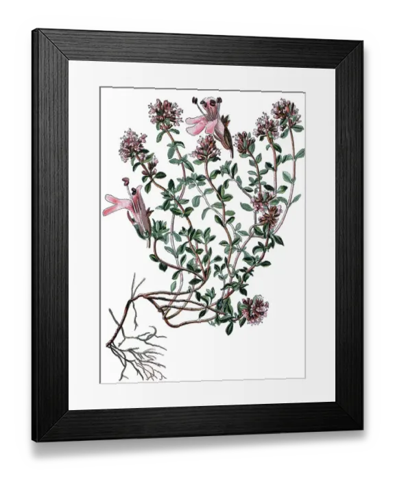 Framed Print : Breckland Thyme, Wild Thyme or Creeping Thyme (Thymus serpyllum) Framed Print : Breckland Thyme, Wild Thyme or Creeping Thyme (Thymus serpyllum)