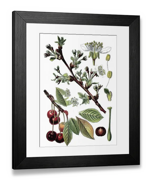 Framed Print : Sour Cherry (Prunus cerasus), useful plant