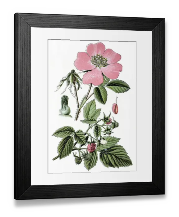 Framed Print : Gallic Rose, French Rose, or Rose of Provins (Rosa gallica)