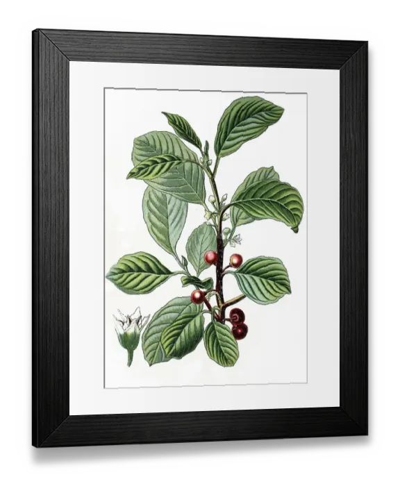 Framed Print : Alder Buckthorn (Rhamnus frangula) Framed Print : Alder Buckthorn (Rhamnus frangula)