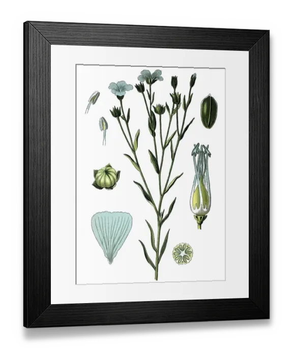 Framed Print : Common Flax or Linseed (Linum usitatissimum) Framed Print : Common Flax or Linseed (Linum usitatissimum)