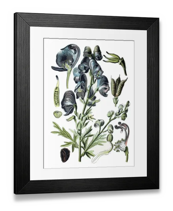 Framed Print : Monkshood, Aconite or Wolf's Bane (Aconitum napellus)